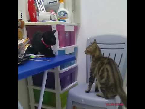 Stray cats in love. Cute cat is broken heart. Cats act and music.