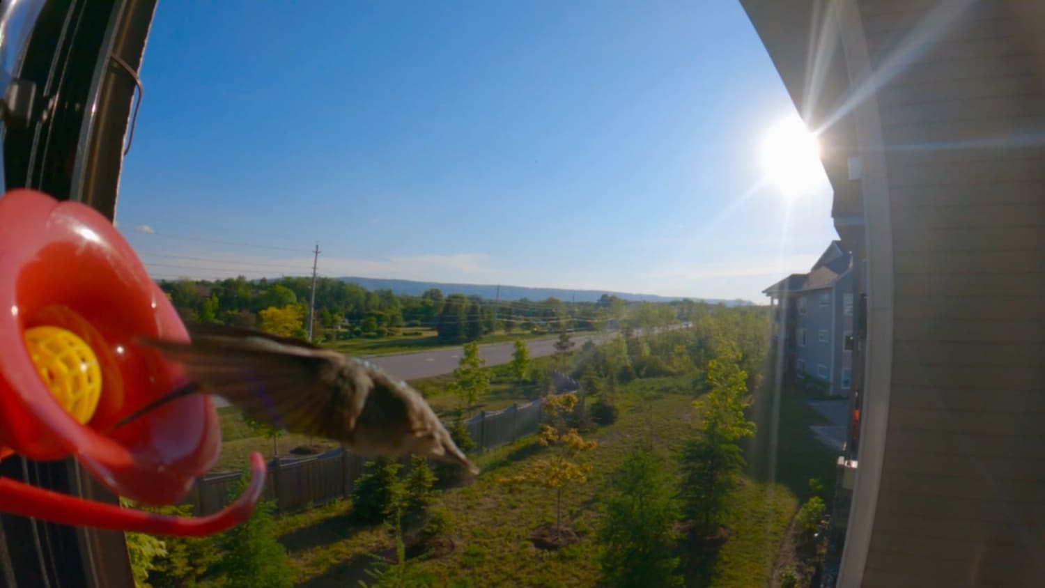 Filmed this hummingbird today with the new GoPro motion detection, it’s amazing how fast they fly even in slow motion!
