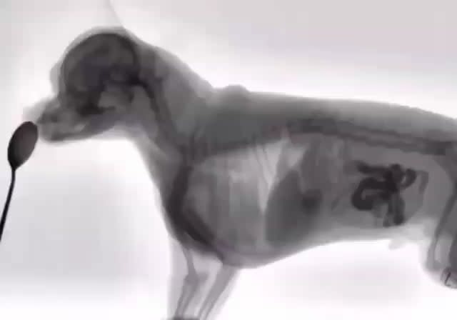Xray of a pooch eating