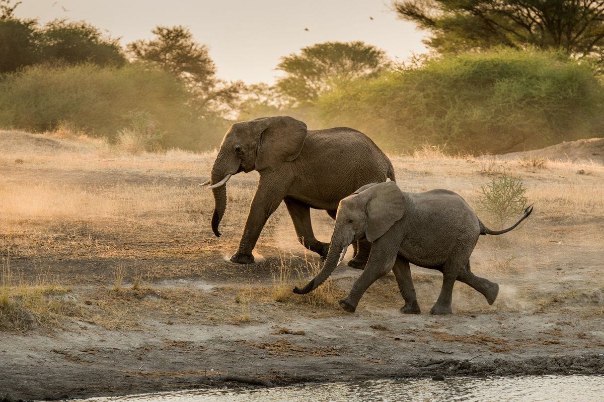 Photo by @amivee // Wild elephants roam at the Manyara Ranch, a 35,000 ...