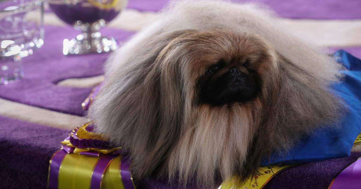 How to think like a winner (at the Westminster Dog Show)
