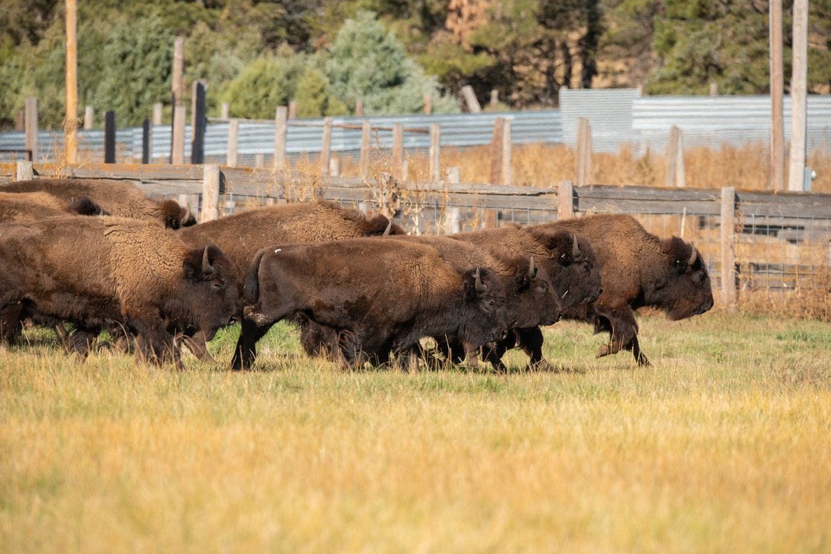 Tribal Nations and @USFWS staff recently came together for a bison ...