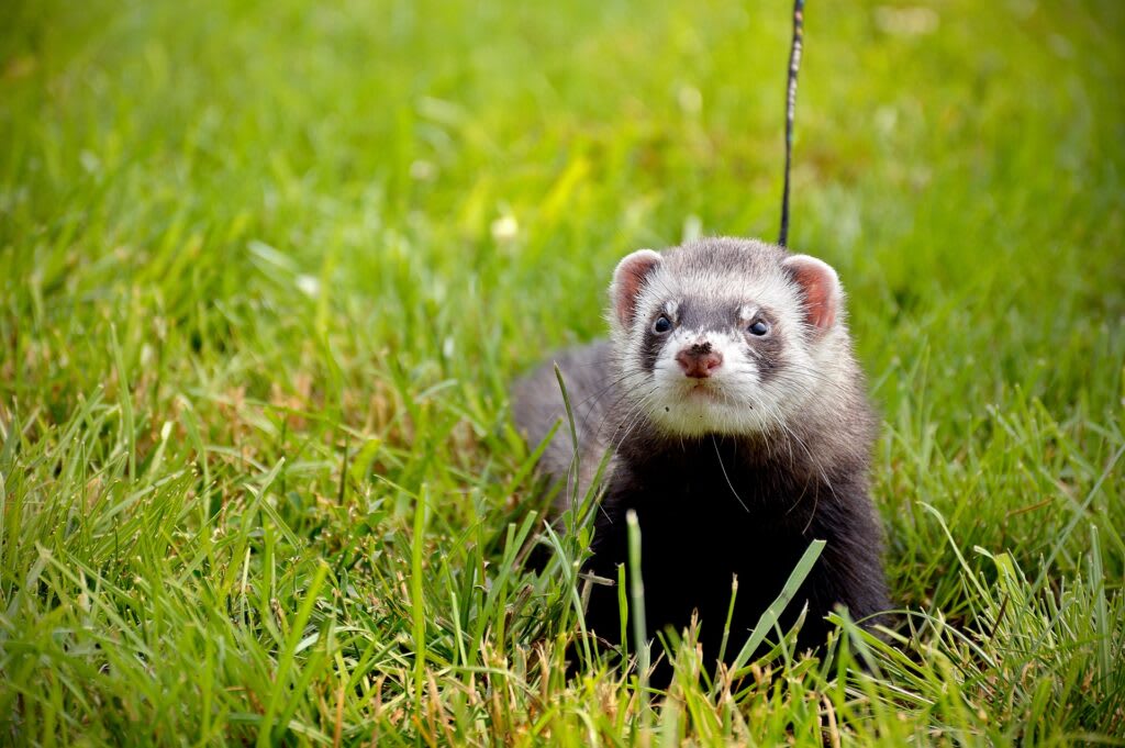 Everything You Need to Know About Owning a Ferret