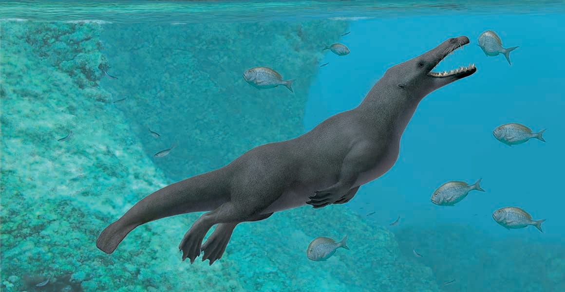 Ancient four-legged whale with webbed feet and hooves uncovered in Peru