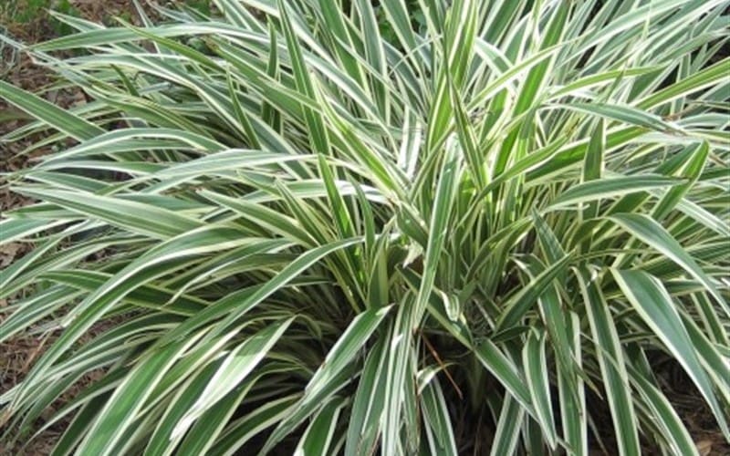 dianella tasmanica - Google Search | Ornamental grasses, Shade garden plants, Variegated plants