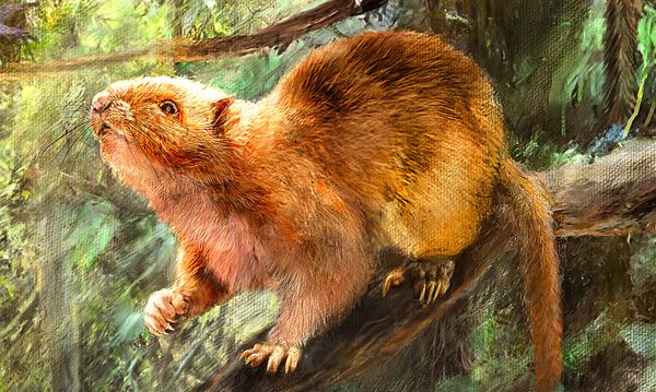 Giant Cloud Rats Hint at a Prehistoric Biodiversity Paradise