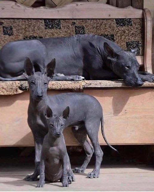 A family of Xolos, one of the most ancient dog breeds in the world, originally from what is now Mexico. Native Americans were guardians of the night and the underworld, protectors against evil spirits, companions of wizards and witches.