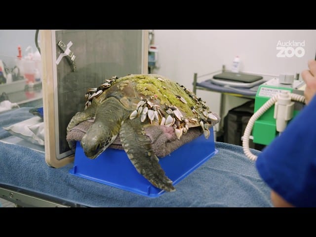 Plastic and twine found in endangered sea turtle patient