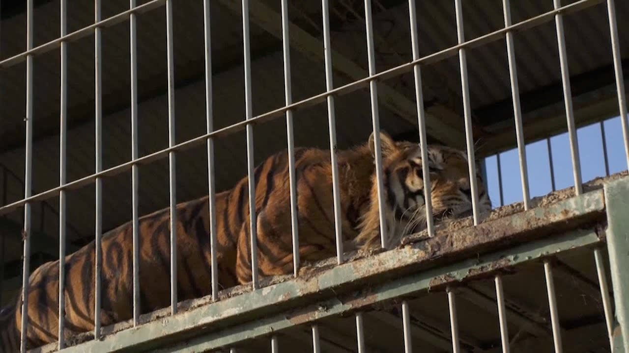Tigers Living in Train Car for 15 Years Leave for Sanctuary