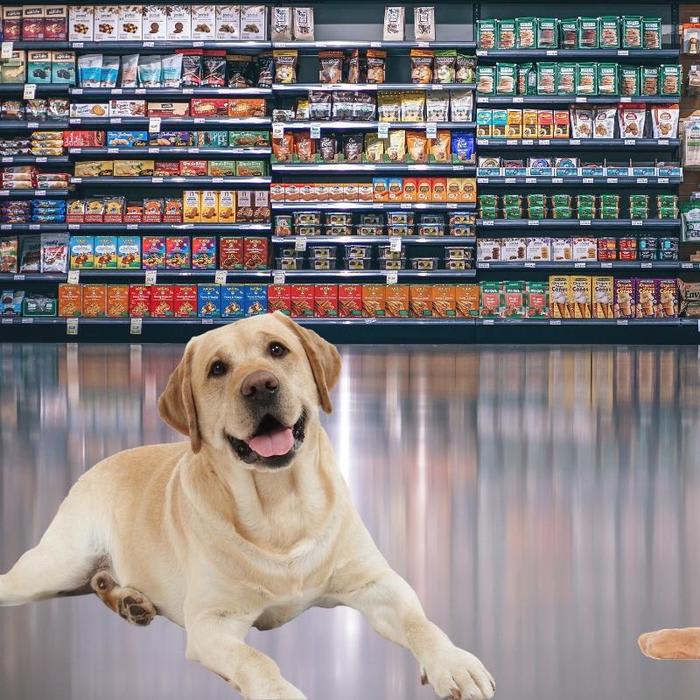 Things to Assess While Buying Pet Dog Supplies and Accessories Online
