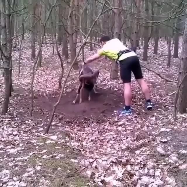 Cyclist frees a mountain goat that got its horn wrapped around a tree