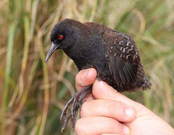 How Did the World's Smallest Flightless Bird Get to Inaccessible Island?