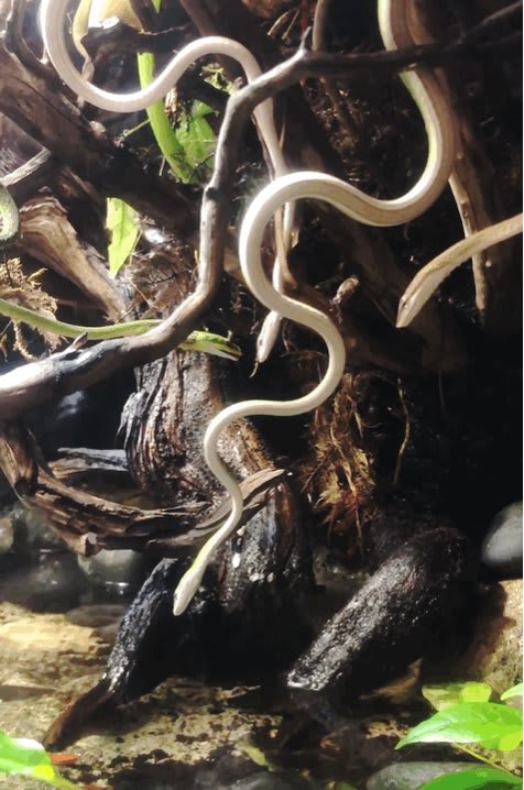 Wishing you a stealthy & satisfying WorldSnakeDay, from our beautiful tangle of fish-hunting, Burmese vine snakes! (To avoid being rude, remember that female vine snakes are brown, while males are a leafy green.)