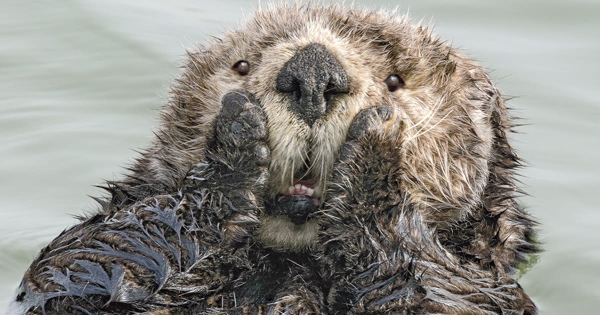 40 Funny Finalists from the 2019 Comedy Wildlife Photography Awards