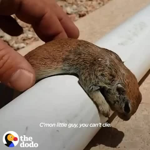 This guy found a prairie dog drowning in his pool — and brought him back to life.