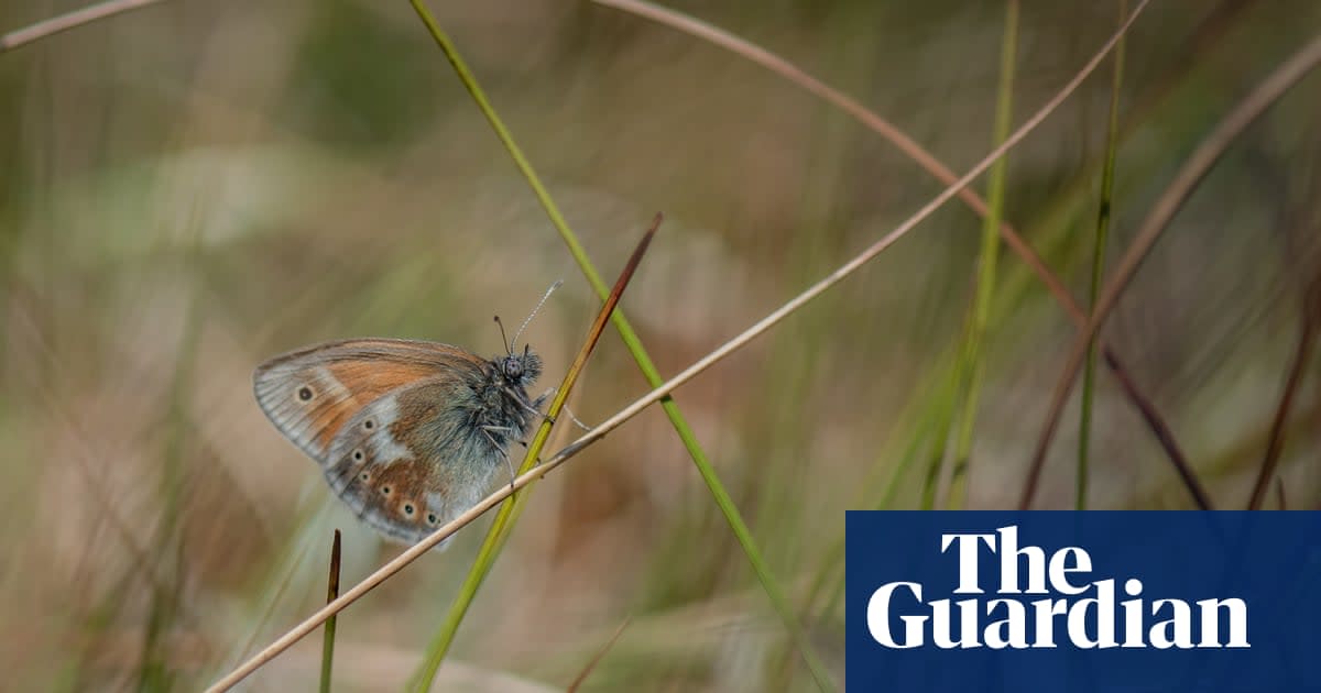 Large heath butterflies return to Manchester after 150 years