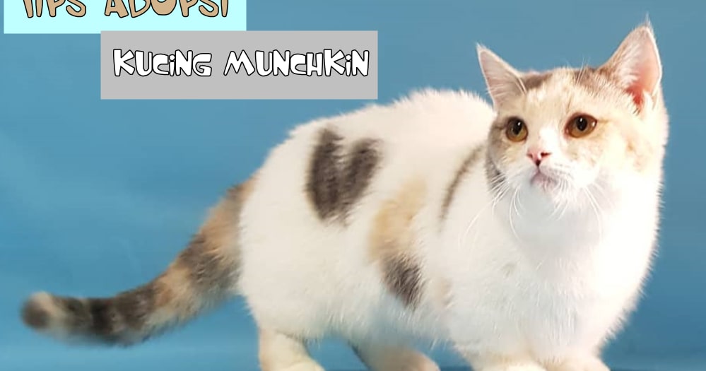 Tips Adopsi Kucing Munchkin