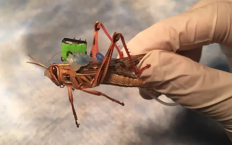 Bomb-sniffing grasshoppers tested by scientists