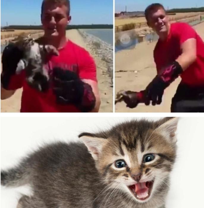Shocking: a video of hurling a kitten leads a teenager kid to prison