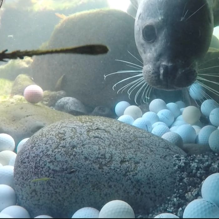Teenage Diver Finds Tons Of Golf Balls Rotting Off California