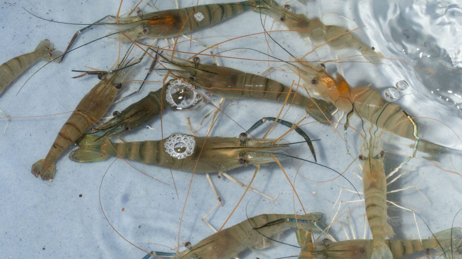 Shrimp in Rural England Have a Cocaine Problem
