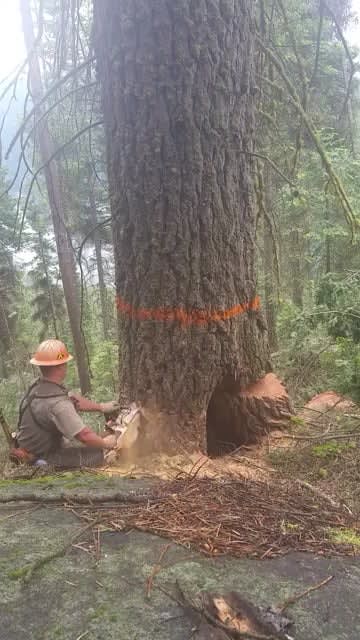 Tree splitting in half