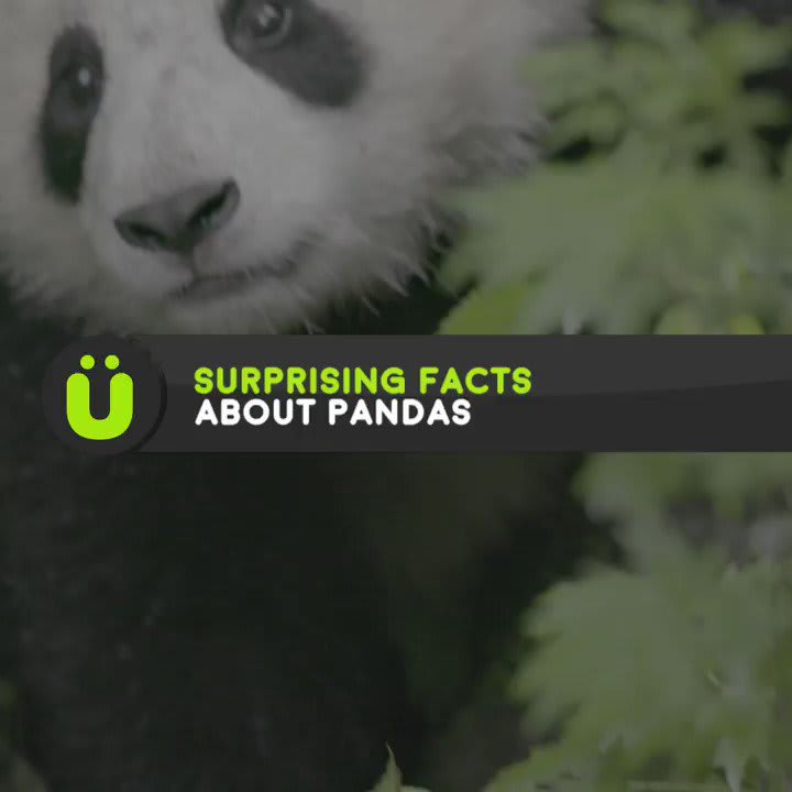 Fascinating facts about pandas 🐼