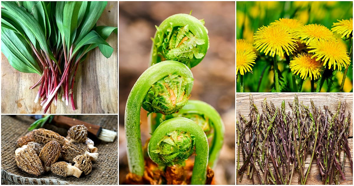 What to Forage in Spring: 20 Edible and Medicinal Plants and Fungi