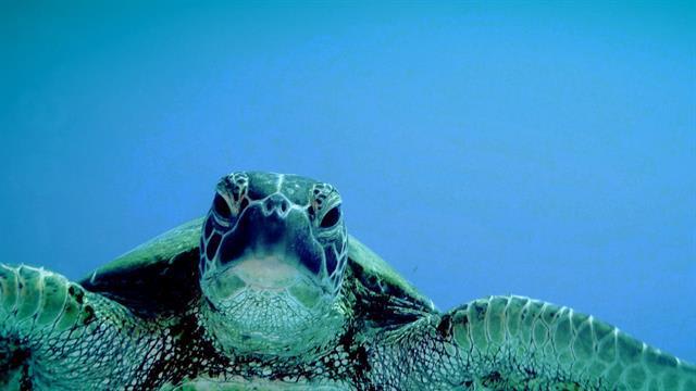 Sea Turtles 101