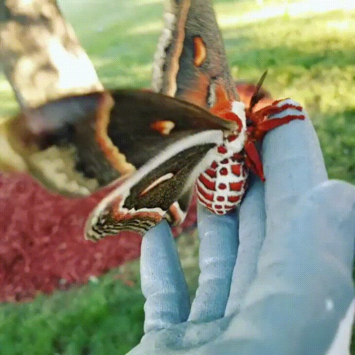 The Cecropia Moth, largest moth in North America.