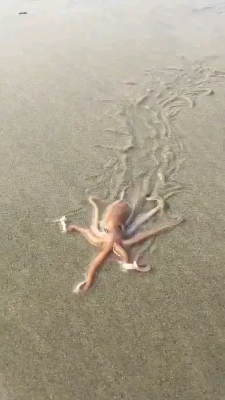 Octopus crawling at the beach