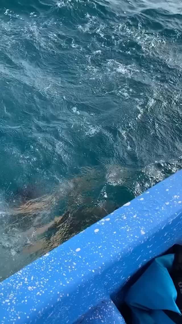 Surfers helping out a gentle sea turtle