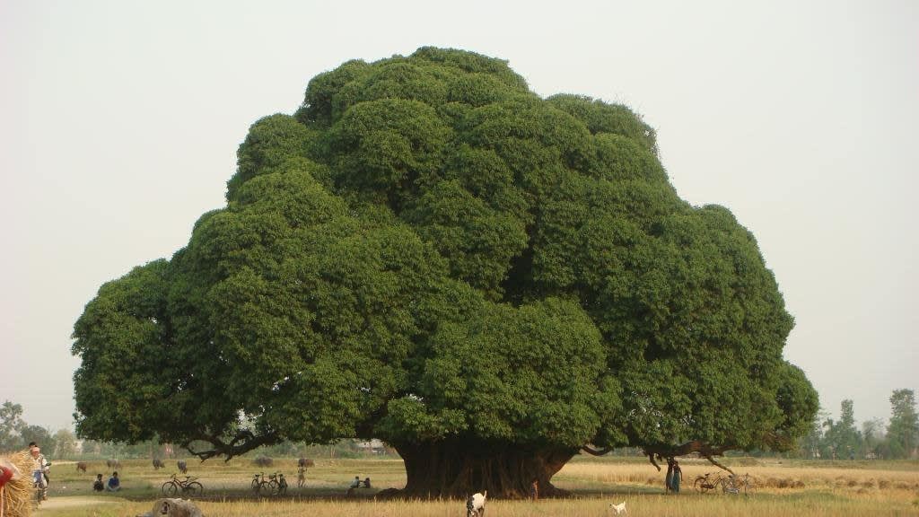 Weeping fig (Ficus benjamina) is the Pakari Tree which holds unique structure and public belief of historical relation to the period of Lord Buddha, Devdaha, Lumbini Zone, Nepal