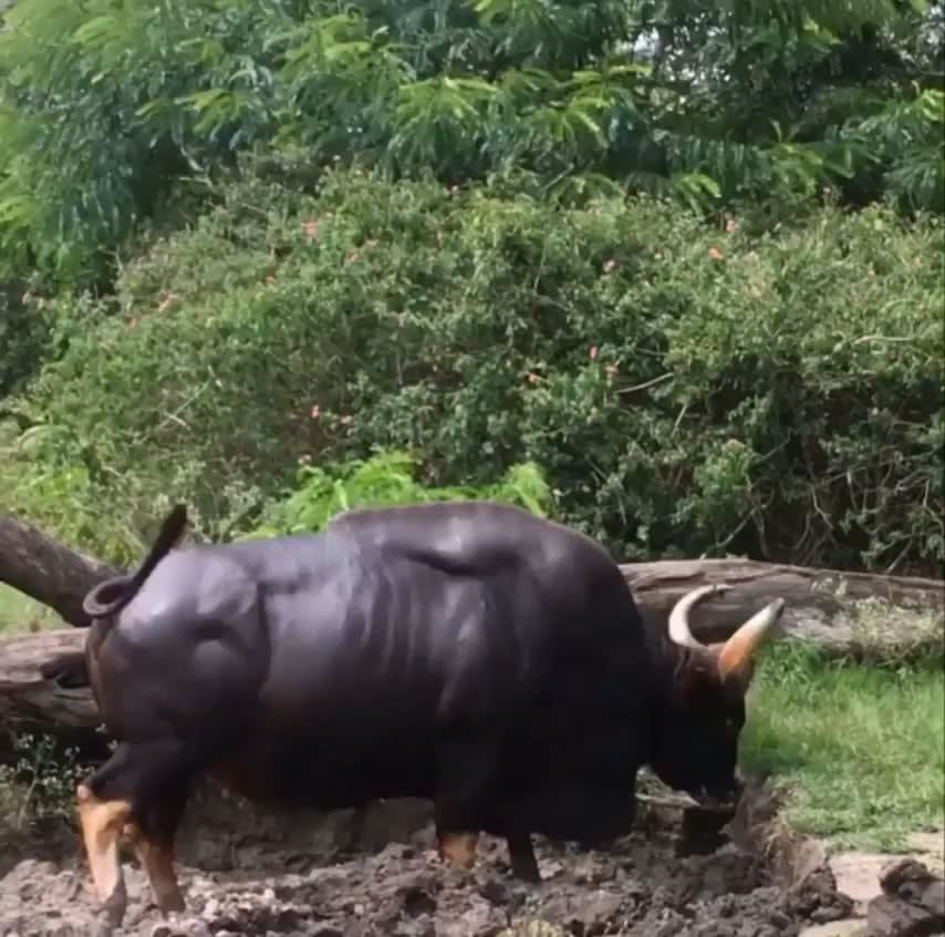 This is a Gaur, also known as an Indian bison