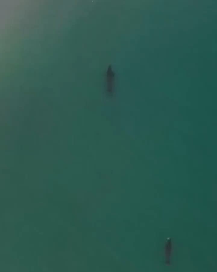 60 years old Judie Johnson swimming between killer whales