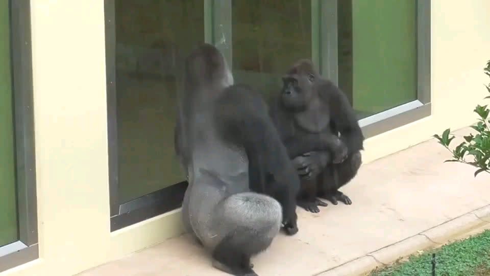 Father gorilla enjoying the rain and his son pretending that he does to. Trying to be like his role model