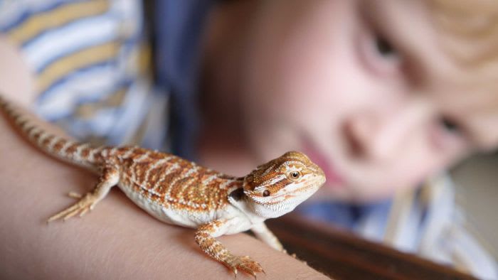 Native animals as pets helps fight reptile smuggling
