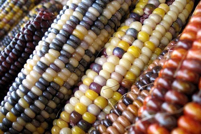 How Many Different Varieties of Corn Are There In the World?