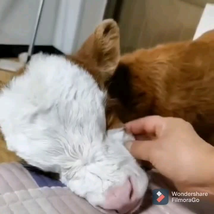 Little cow loves some scratches