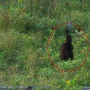 Another Possible Bigfoot Photo From Kentucky?