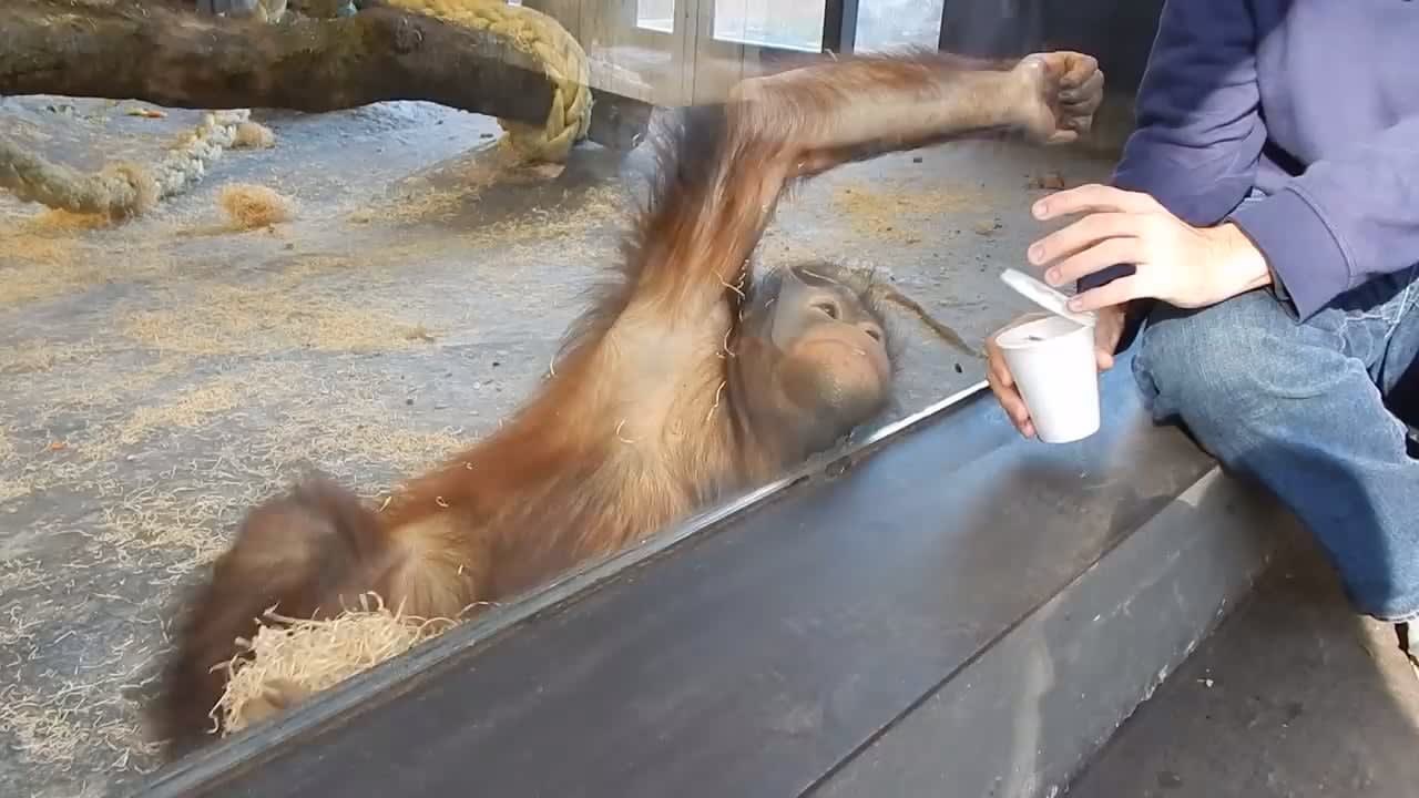 Orangutan reaction to a magic trick
