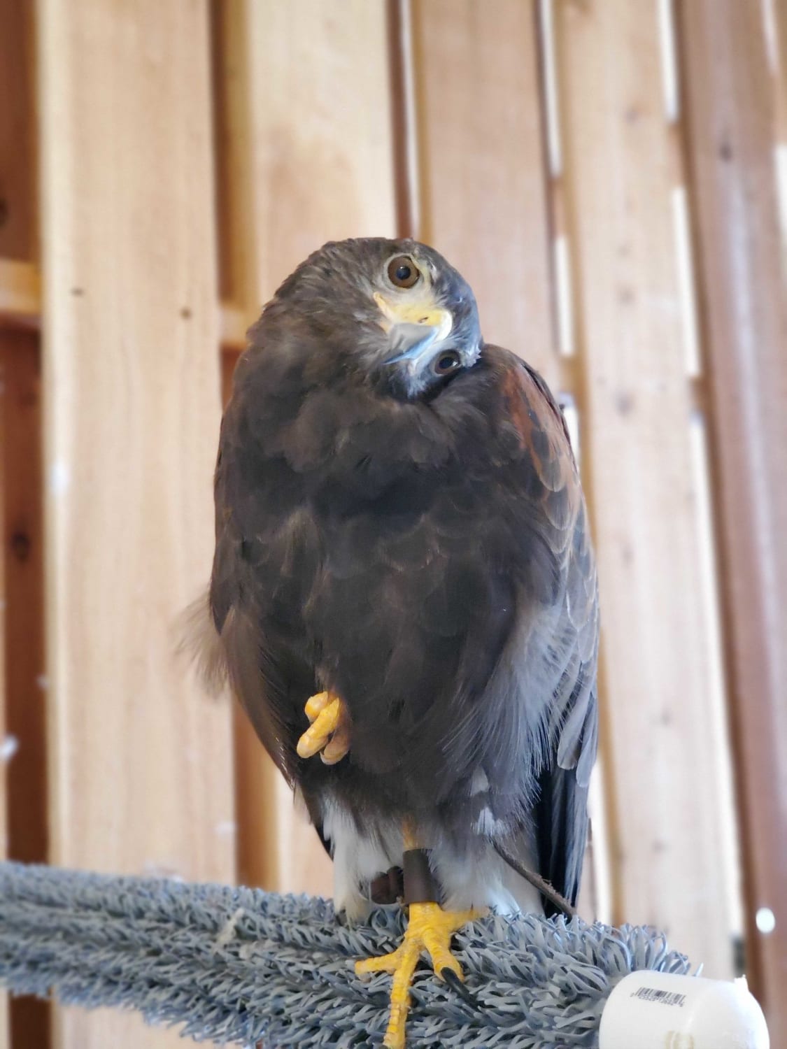 Harris's Hawks are social birds who live and hunt in "packs" as large as seven individuals. If one within their social unit is injured, the others may provide food and aid to the hurt individual.