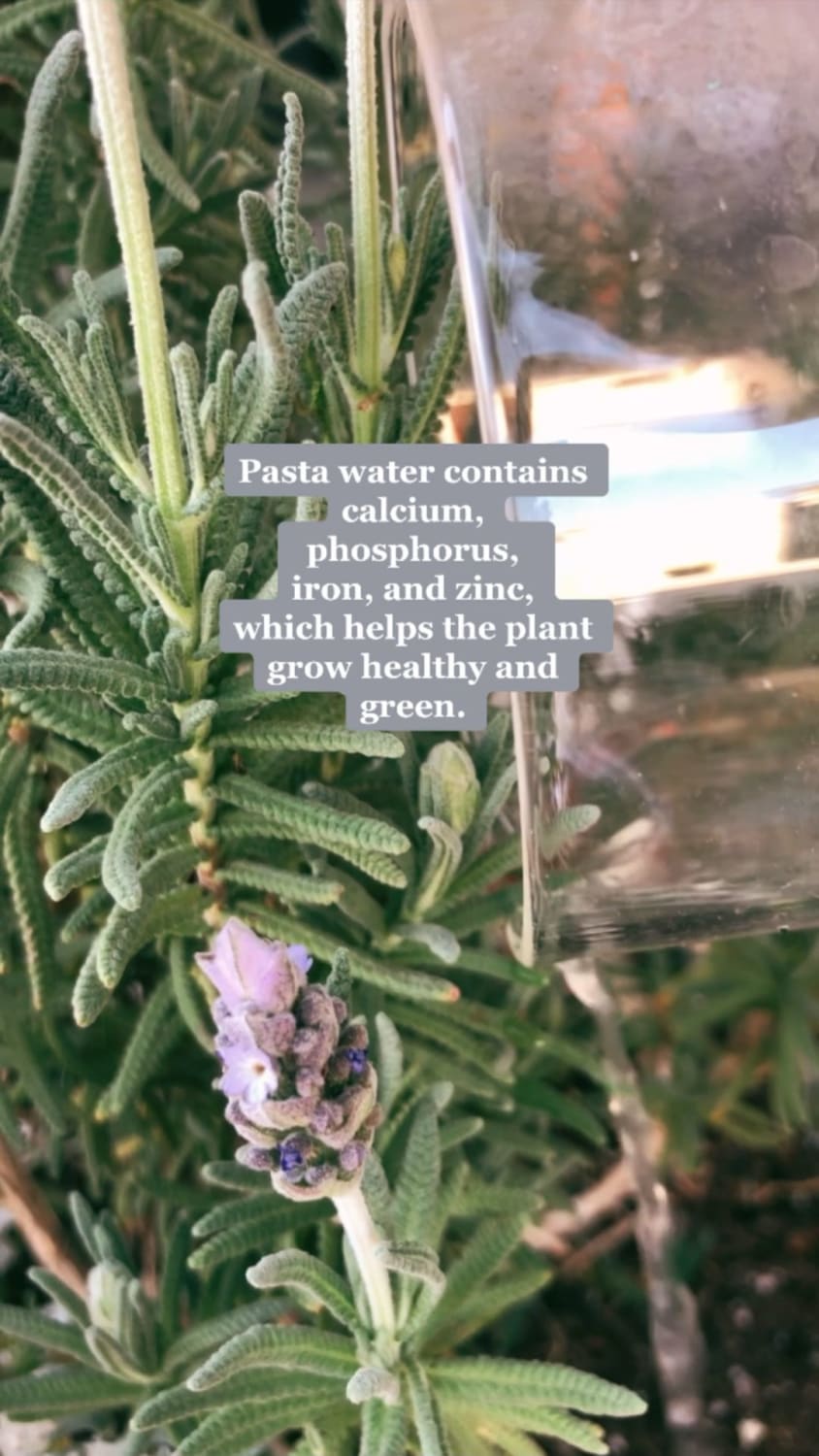 Pasta Water is fertilizer!