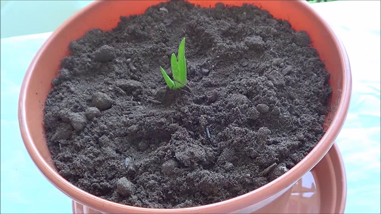 How to grow Aloe Vera Plant indoor.