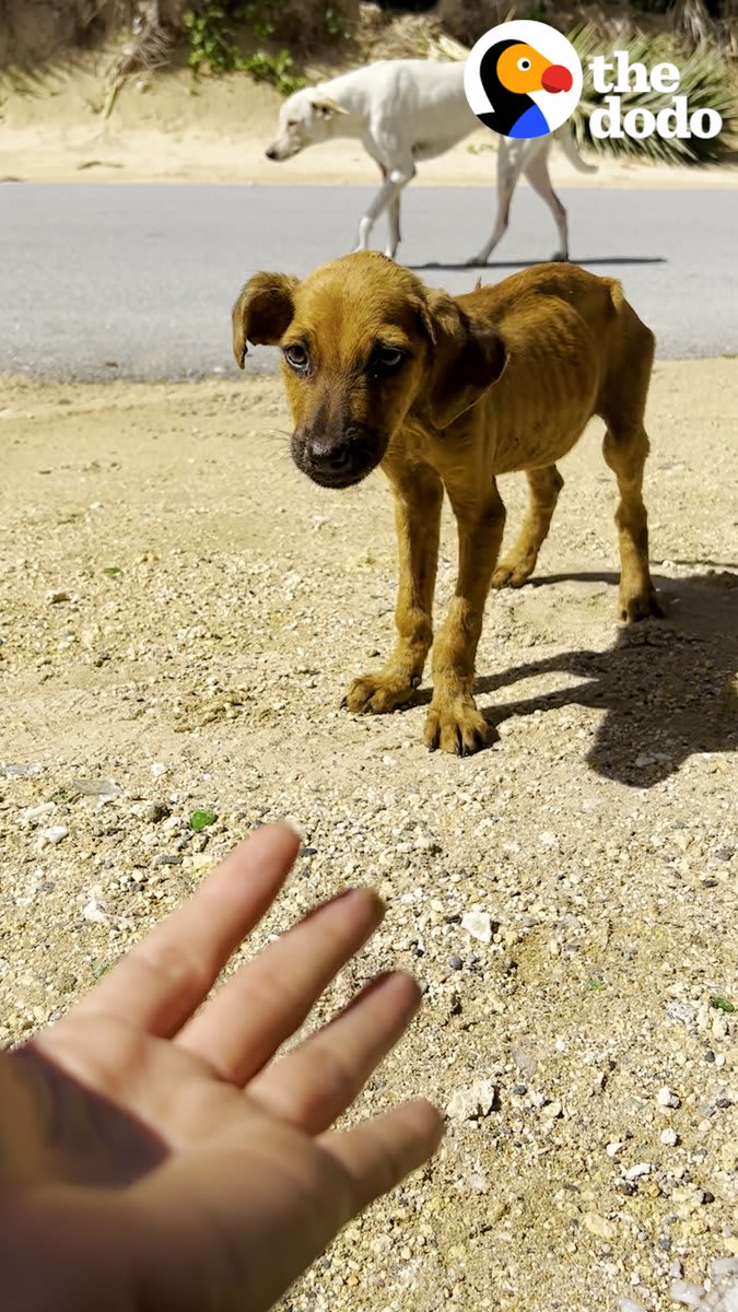 Street puppy had the blackest eyes when he was rescued — watch them turn into a beautiful hazel a few months later 💚