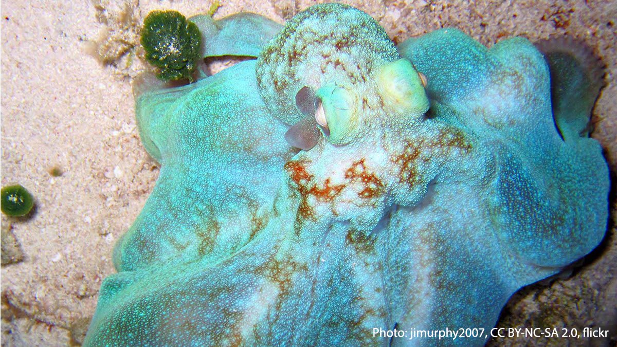 Meet the Caribbean reef octopus! It’s distinguished by its eye-catching blue coloring, but this master of disguise can change its looks in an instant. Like other octopuses, it uses pigmented cells in its skin, called chromatophores, to alter its appearance.🐙