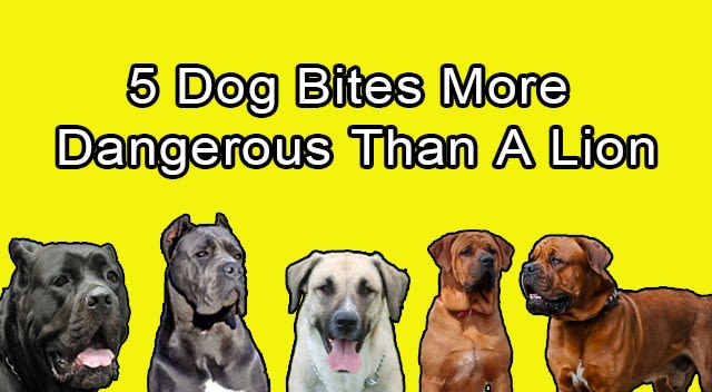 5 Dog Bites More Dangerous Than A Lion