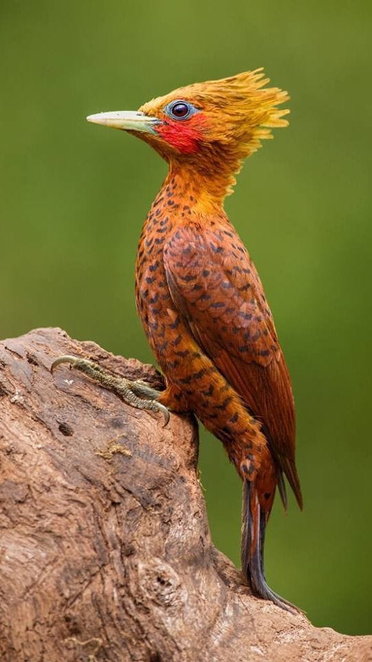 Bird