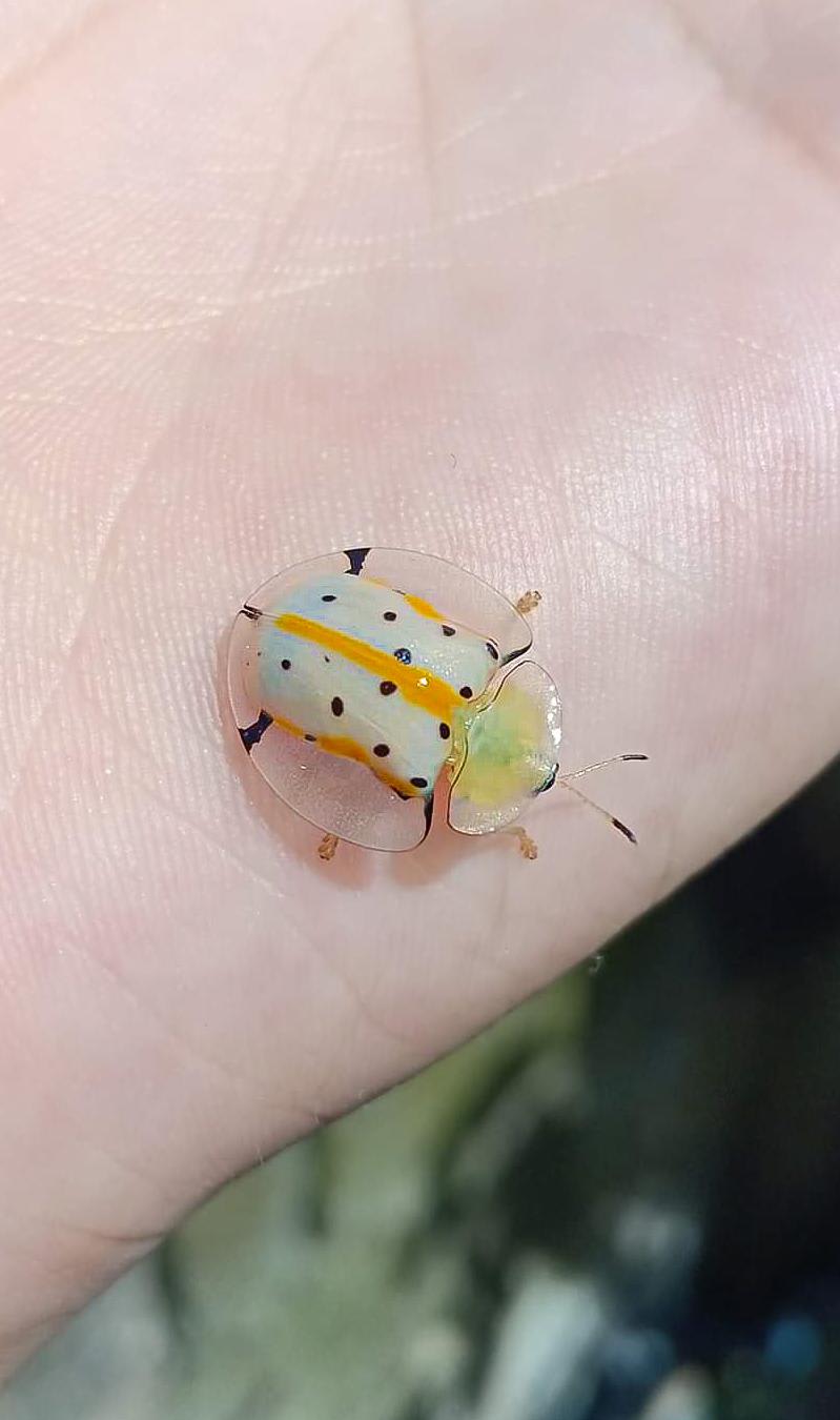 The spotted Tortoise Beetle