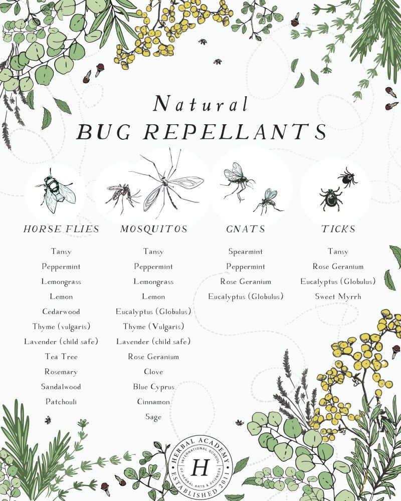 Crafting a Natural Bug Repellent with Essential Oils